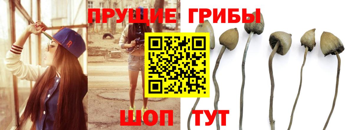 Псилоцибиновые грибы ЛСД Коряжма
